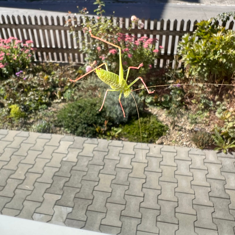 Una ninfa di cavalletta punteggiata riposa su un vetro con un giardino sullo sfondo.