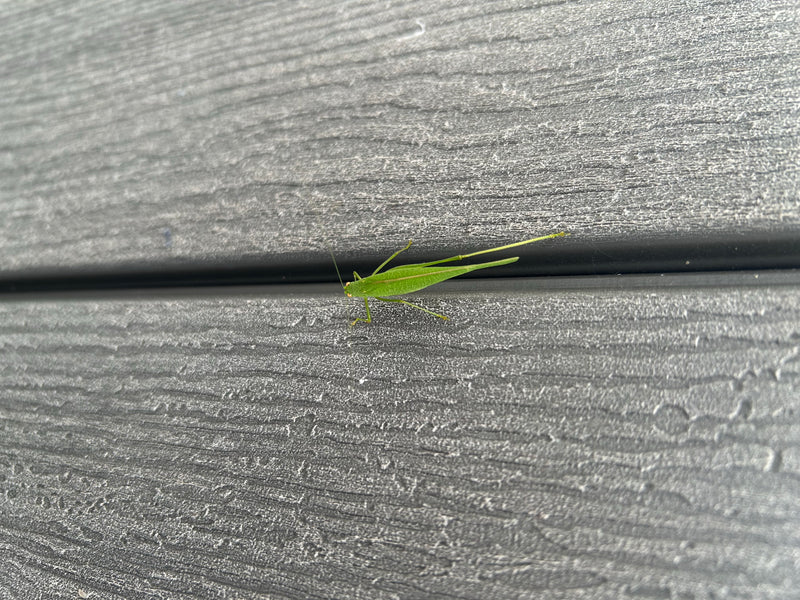 Una ninfa verde di Leptophyes punctatissima è seduta su una superficie strutturata di legno o muro. L'insetto è chiaramente visibile e immobile sul substrato.