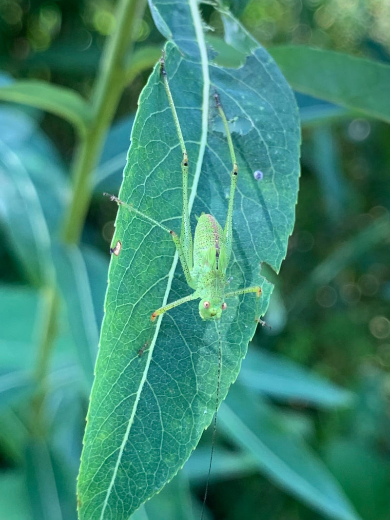 Una ninfa verde di barbabietola punctatissima è seduta su una foglia verde. È chiaramente visibile con le sue lunghe antenne e zampe.