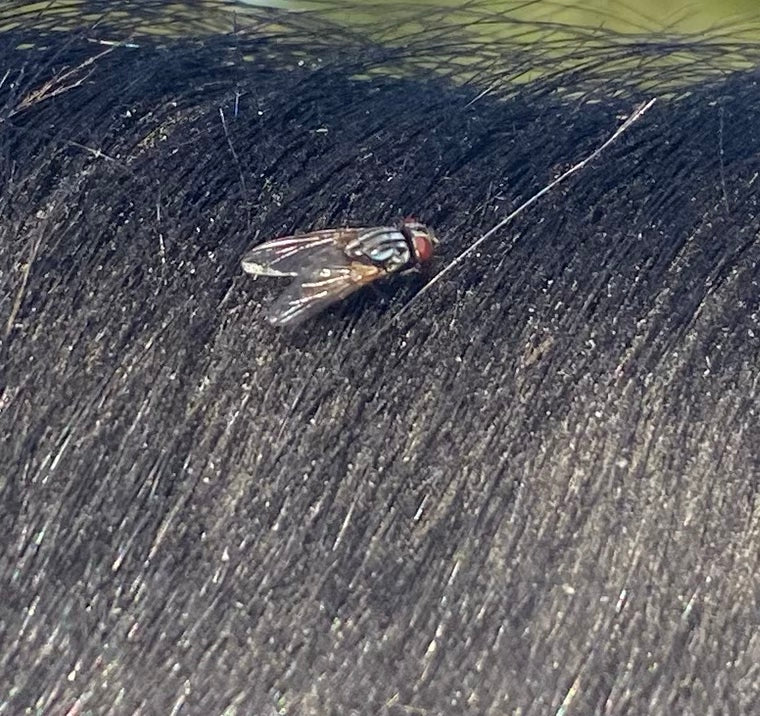 Una mosca domestica riposa sulla folta e scura pelliccia di un animale.