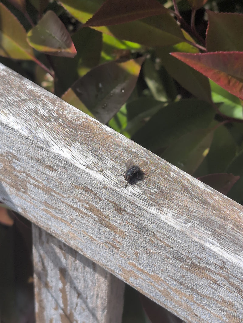 Una mosca domestica è seduta su una trave di legno stagionata. Sfondo con foglie verdi.