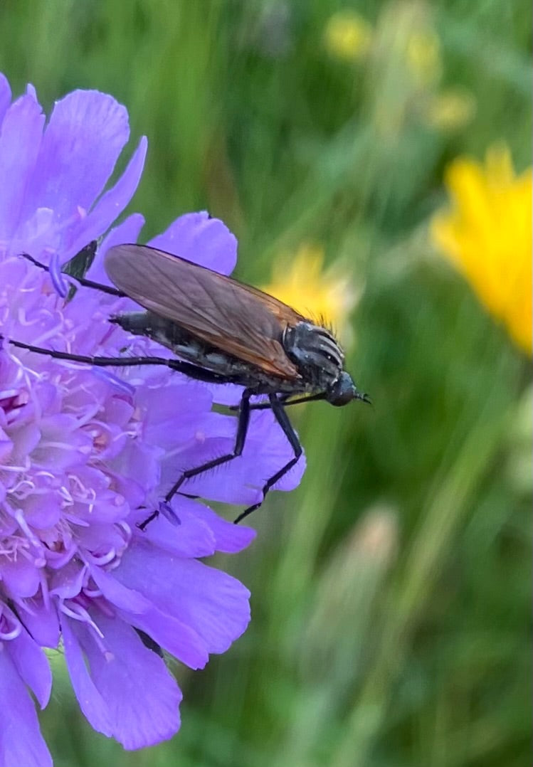 Mosca da ballo comune — Bild 2