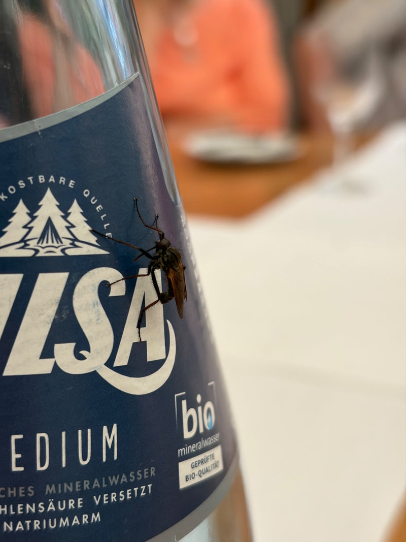 Mosca da ballo comune — Bild 1