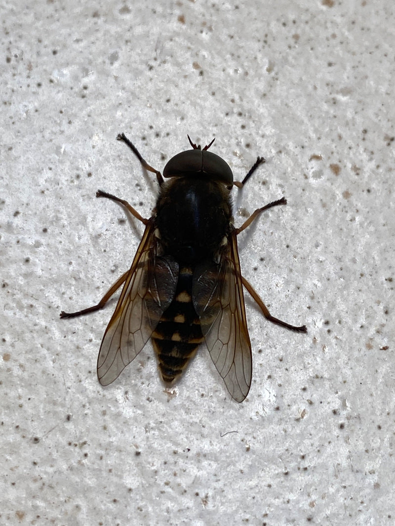 L'immagine mostra un tafano comune visto dall'alto su una superficie chiara e leggermente maculata. L'insetto riposa chiaramente con le ali spiegate.