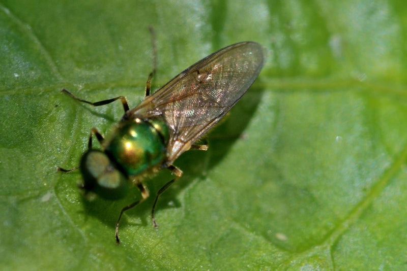 Mosca comune delle armi — Bild 1