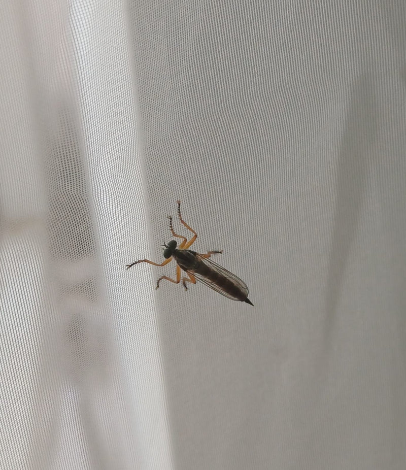 Mosca comune del ladro della foresta — Bild 1