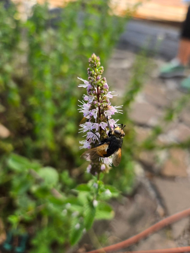 Hoverfly comune della foresta — foto 2 di 3