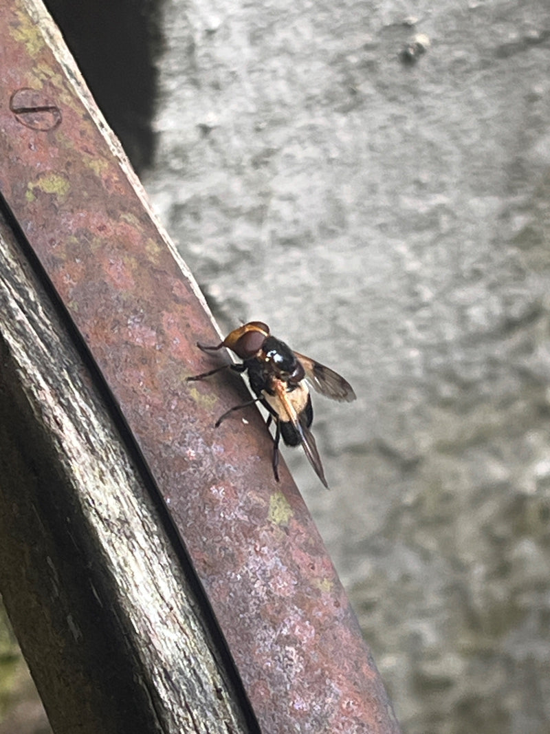 Hoverfly comune della foresta — foto 1 di 3