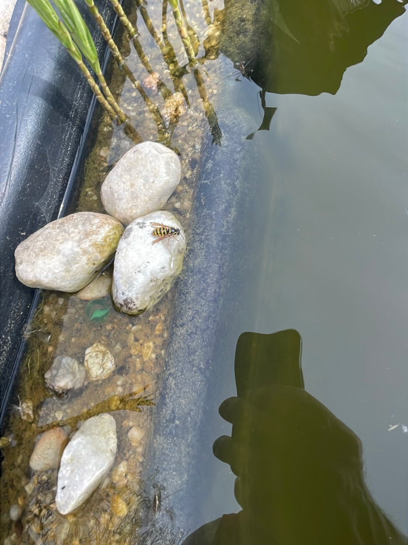 Una vespa comune siede su una pietra chiara sul bordo di un laghetto da giardino. La foto mostra l'insetto da una prospettiva dall'alto nel suo ambiente natu...