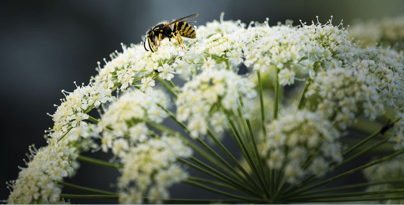 Una vespa comune è seduta su un fiore bianco ad ombrella. Lo scatto ravvicinato mostra l'insetto.