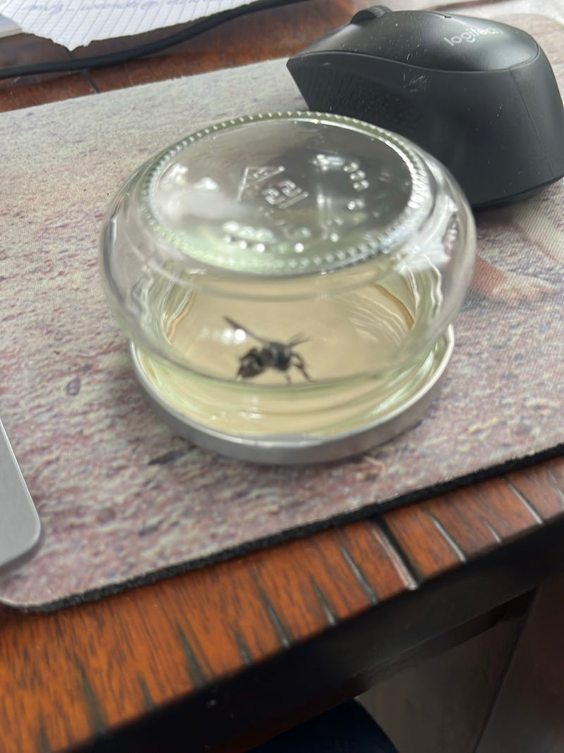 Vespa comune (genere Vespula) — Bild 2