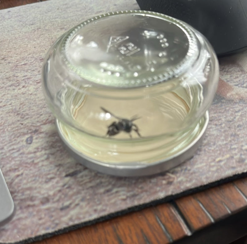Vespa comune (genere Vespula) — Bild 1