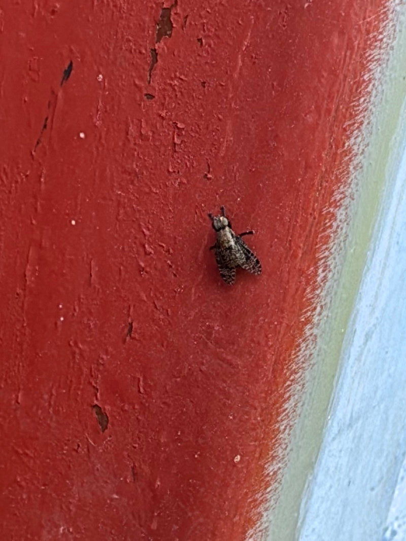 Mosca del cuscino grigio-giallo — Bild 2