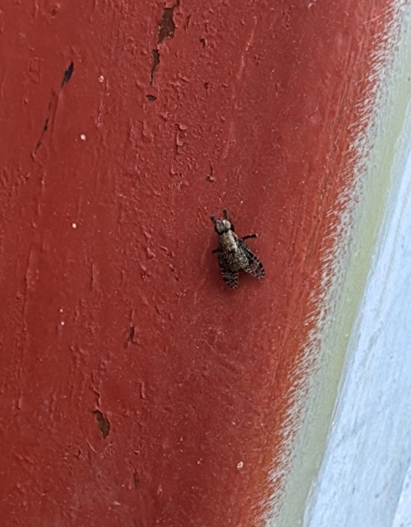 Mosca del cuscino grigio-giallo — Bild 1