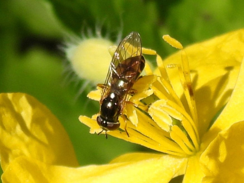 Hoverfly comune dei prati — Bild 1