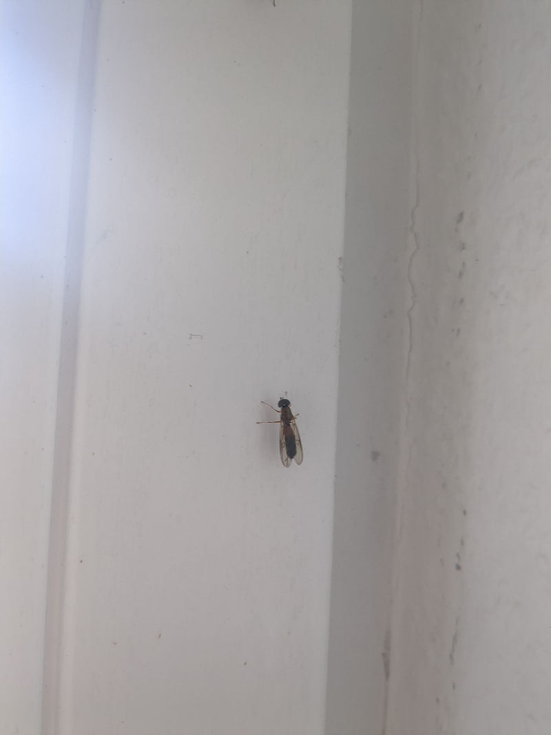 Un sirfide (Melanostoma mellina) riposa su una parete bianca.