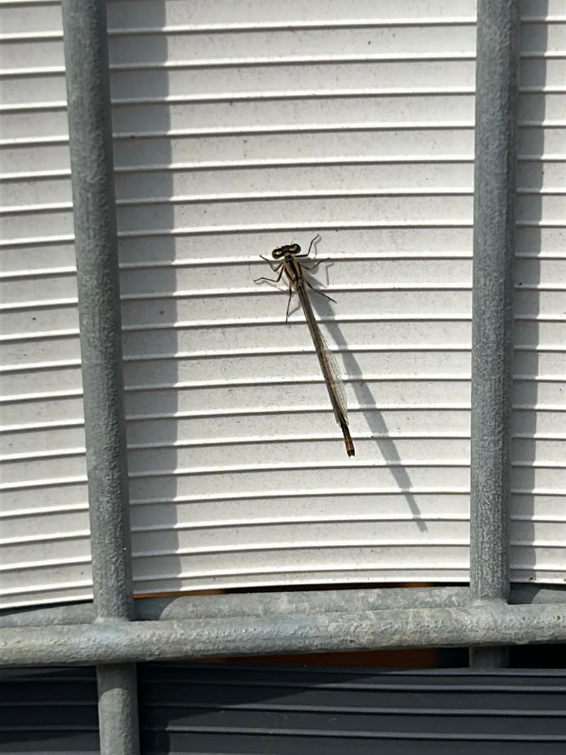 Libellula invernale comune — Bild 2