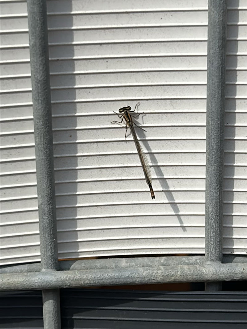 Libellula invernale comune — Bild 1