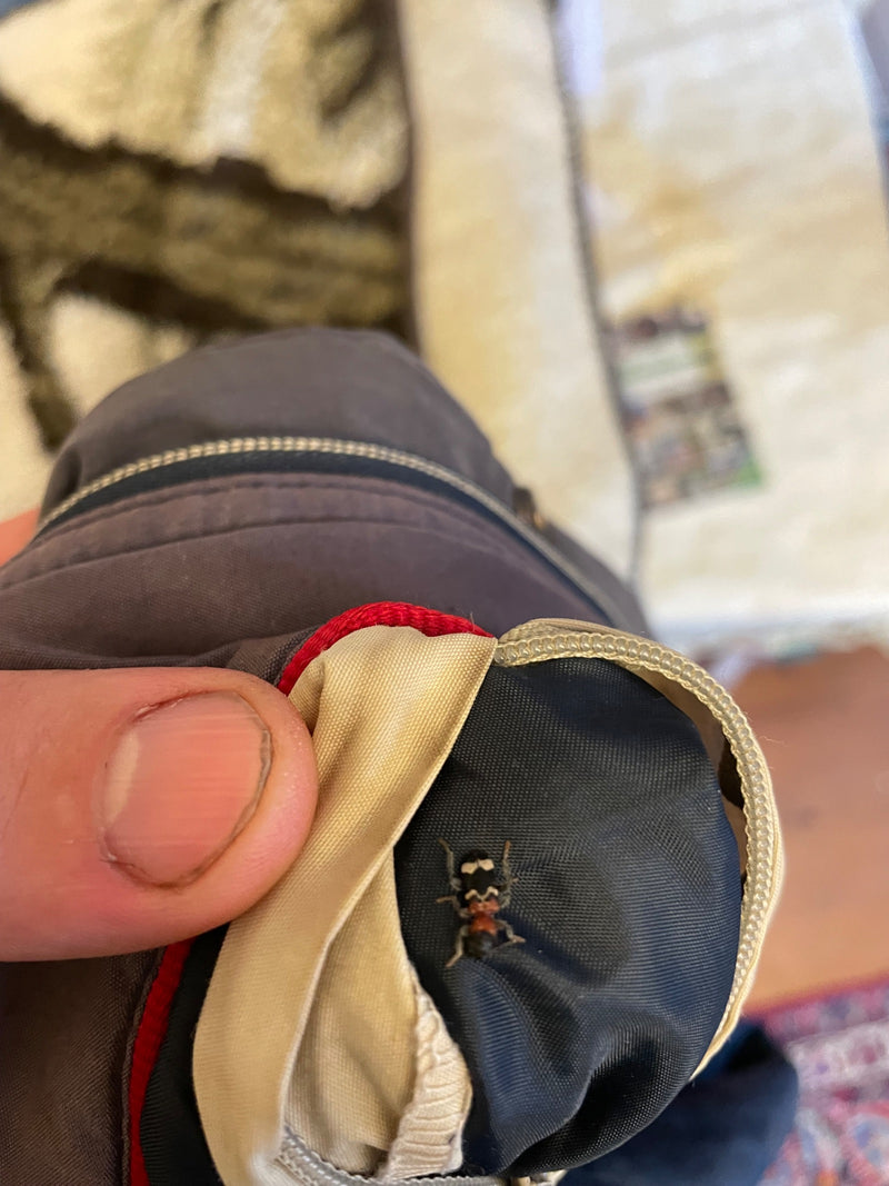 Scarabeo formica comune — Bild 1