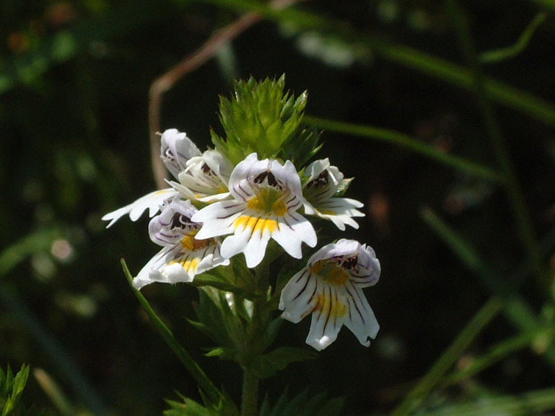 Eufrasia — Bild 1