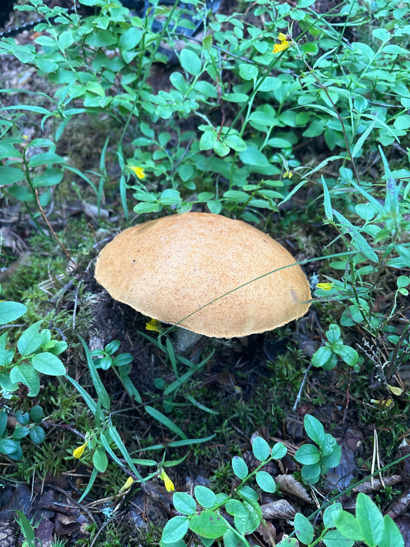 Fungo comune di betulla — Bild 1