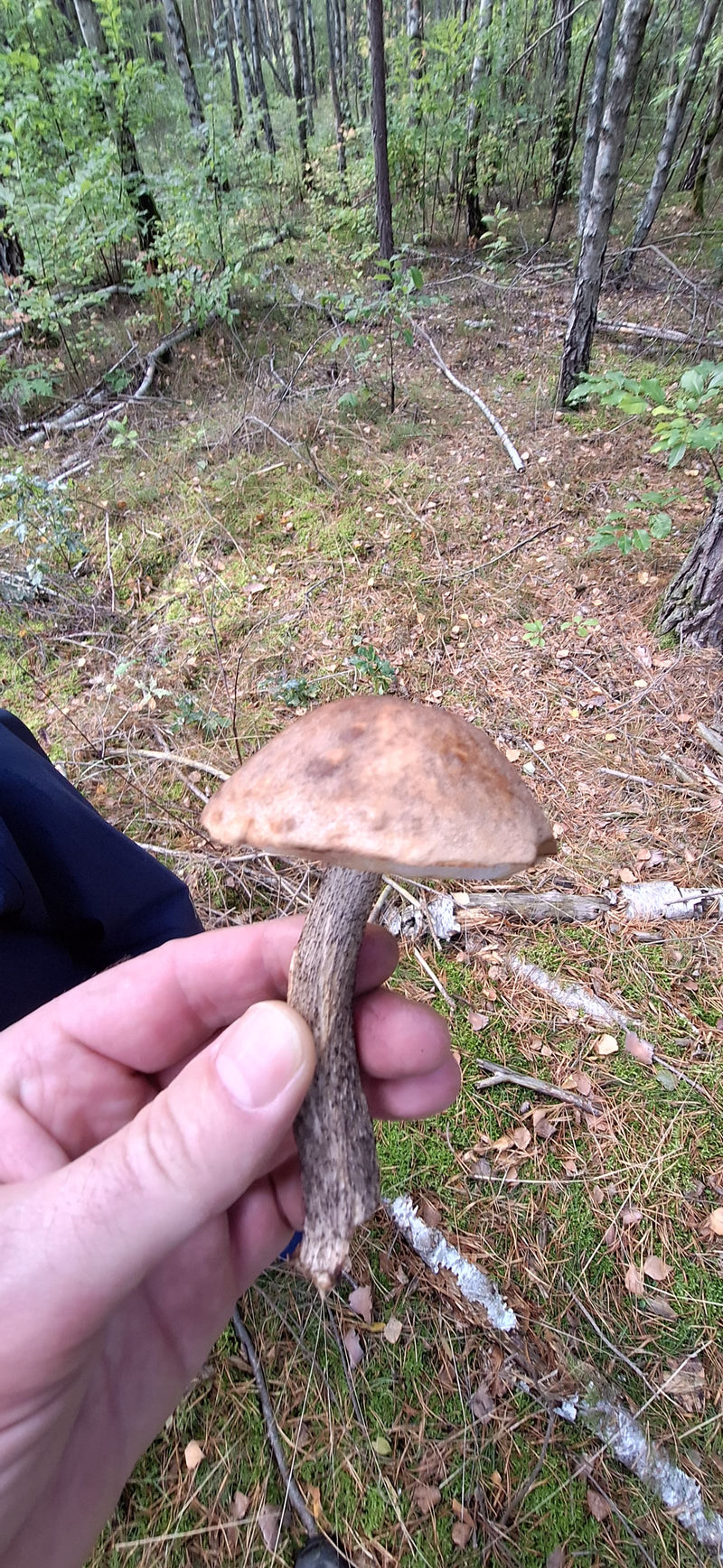Una persona tiene in mano un carpoforo di leccino comune con uno sfondo di foresta rada.
