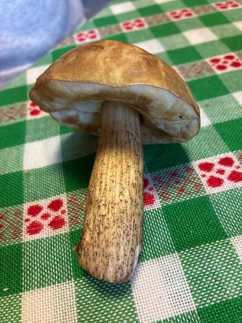 Un gambascabra raccolto è poggiato su una tovaglia a scacchi bianchi e verdi. Sono chiaramente visibili il cappello marrone e il gambo rugoso ricoperto di sc...