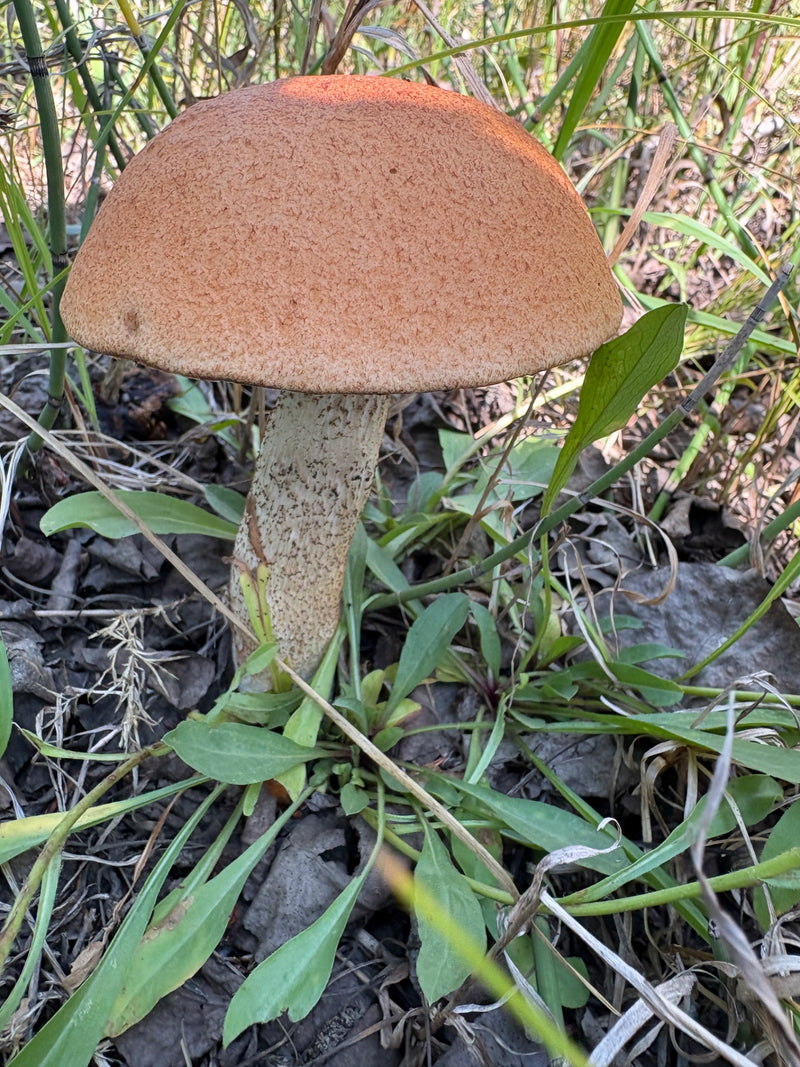 Fungo comune di betulla — foto 2 di 18