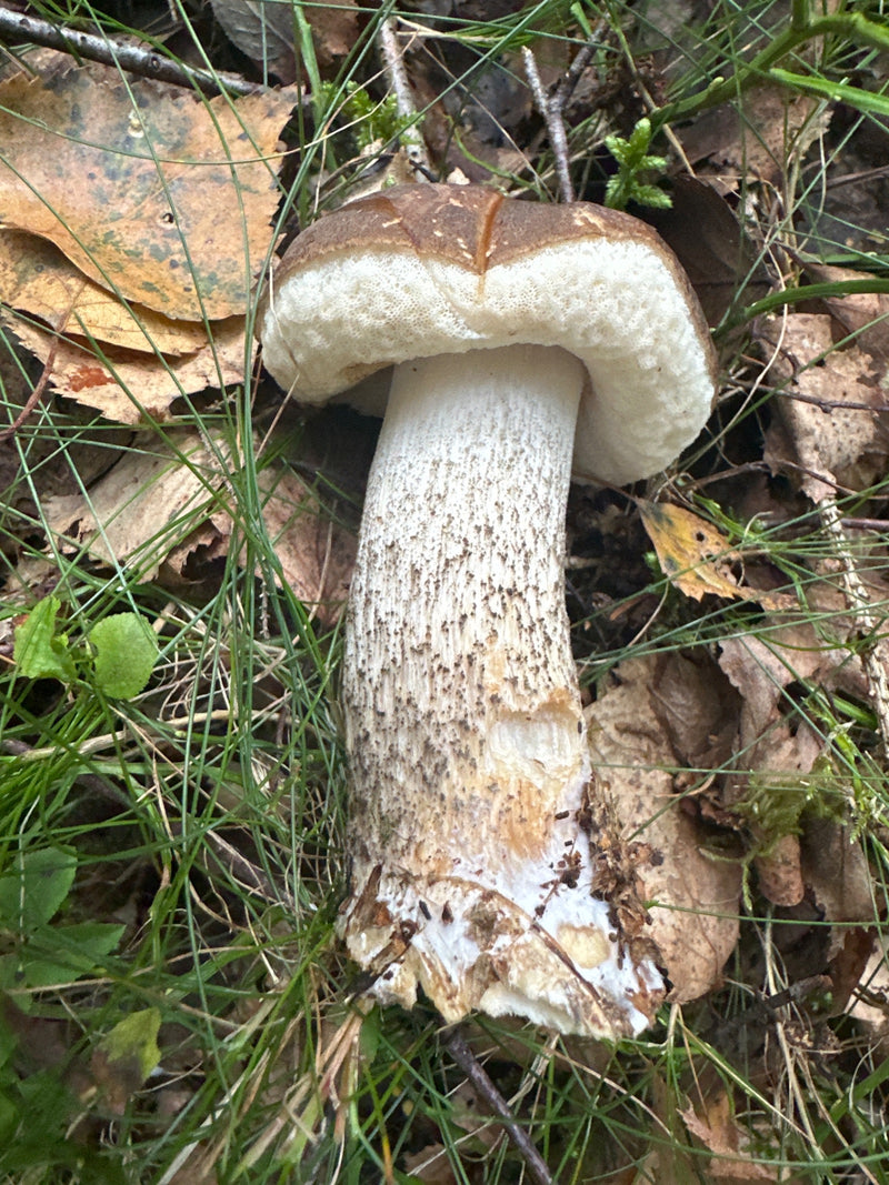 Un corpo fruttifero di leccino comune con cappello marrone e gambo squamoso è adagiato sul terreno del bosco tra erba e foglie secche.