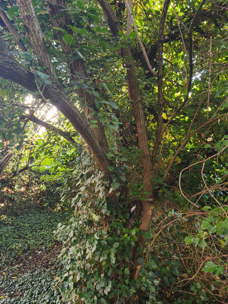 Densi rami di edera con foglie caratteristiche si arrampicano sul tronco di un albero e coprono il terreno.