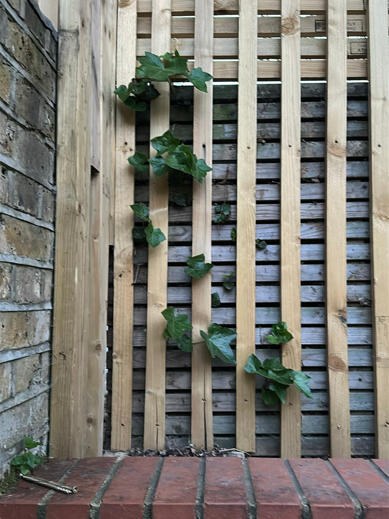 L'edera si arrampica su una staccionata di legno e un muro di mattoni. Le foglie tipiche sono chiaramente visibili.