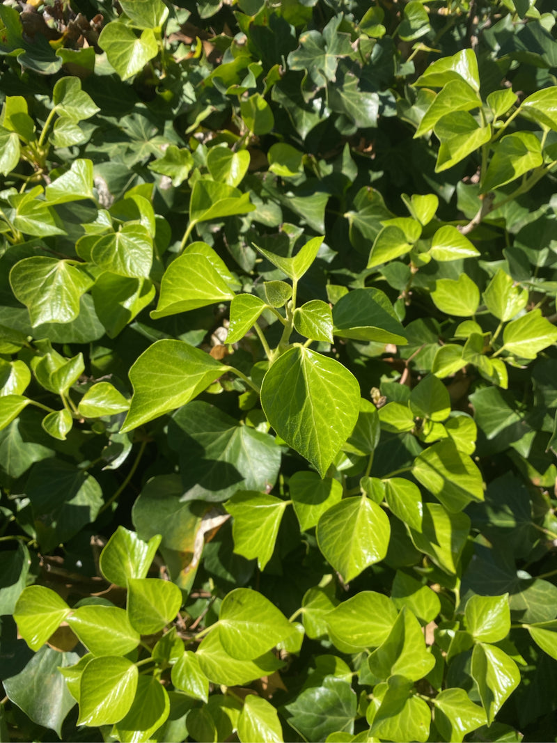 Fogliame fitto di edera con foglie lucide di un verde brillante alla luce del sole.