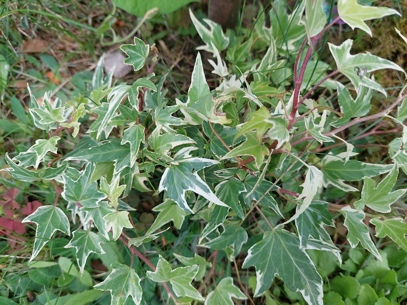 La foto mostra una pianta di edera con caratteristiche foglie variegate di bianco e verde che crescono sul terreno. Lo scatto è ripreso dall'alto.