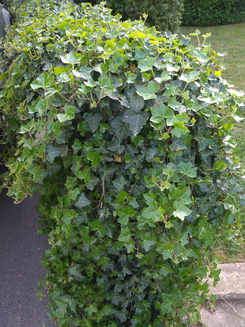 L'immagine mostra una densa pianta d'edera con tipiche foglie verdi lucide. Cresce a cespuglio nel giardino.