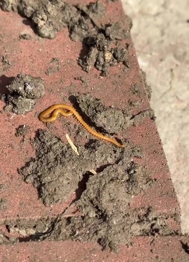 Pianta rampicante comune — Bild 3