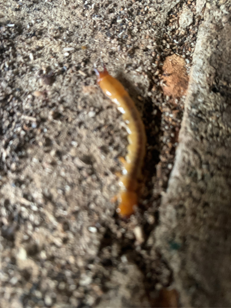 Un miriapodo comune striscia sul terreno terroso. Il corpo snello e giallastro è chiaramente visibile.