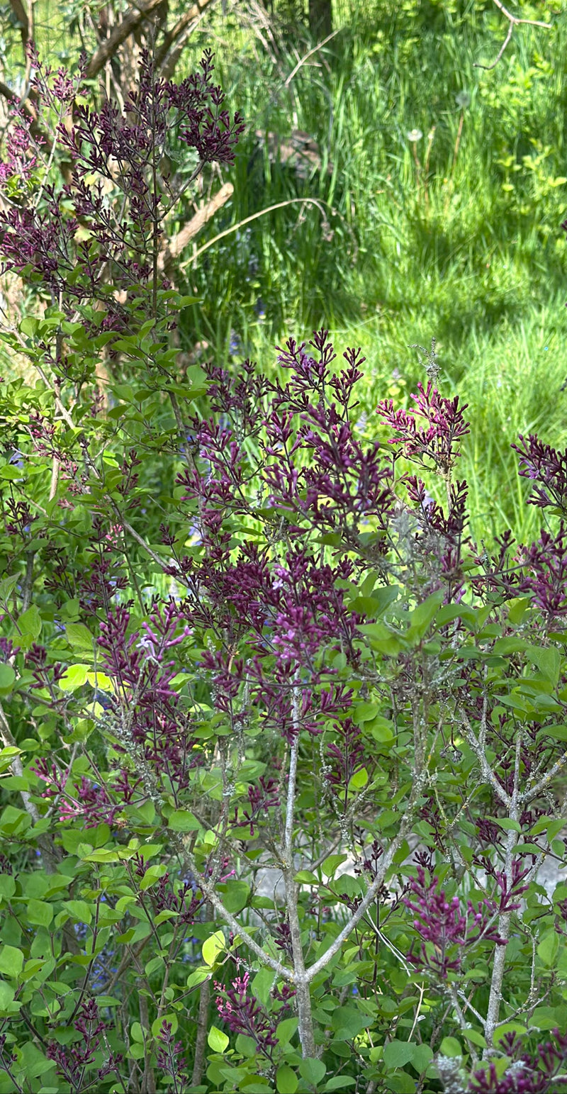Si vede un cespuglio di lillà in fiore con numerosi boccioli viola e foglie verdi. Sul sfondo si estende un prato verde.