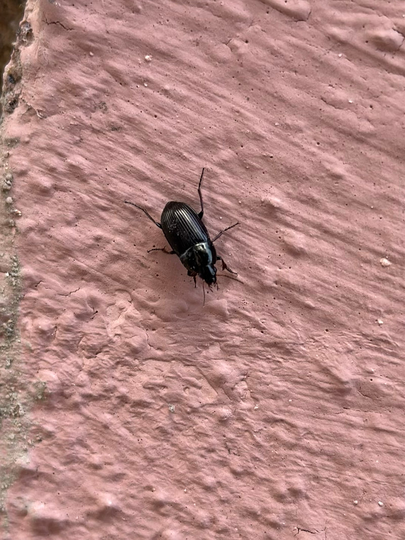 L'immagine mostra un coleottero nero dal corpo lucido su una superficie rosa strutturata. L'insetto è immobile visto dall'alto.
