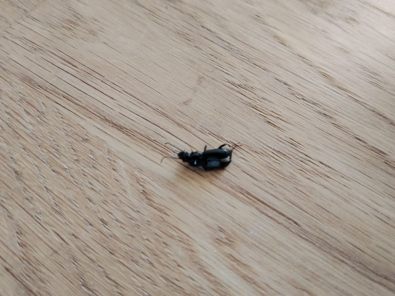 Scarabeo funerario comune — Bild 2