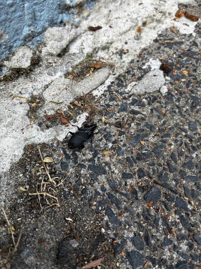 L'immagine mostra un coleottero nero comune con un esoscheletro lucido. È posato su asfalto scuro vicino a un bordo di cemento chiaro.