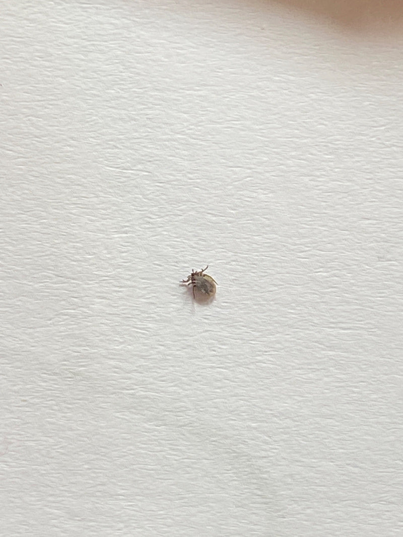 L'immagine mostra una zecca dei boschi (Ixodes ricinus). La zecca si trova su una superficie chiara e strutturata.