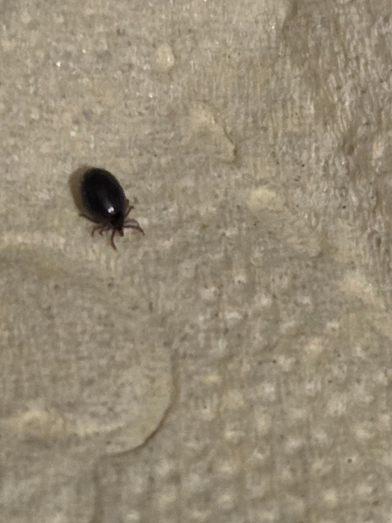 Un singolo ricino è visibile dall'alto su una superficie chiara e strutturata. Il piccolo aracnide si muove sull'area.