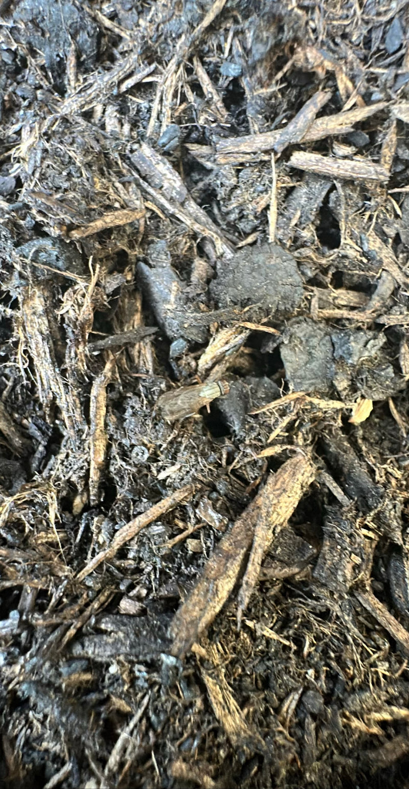 Muffa comune della testa — Bild 1