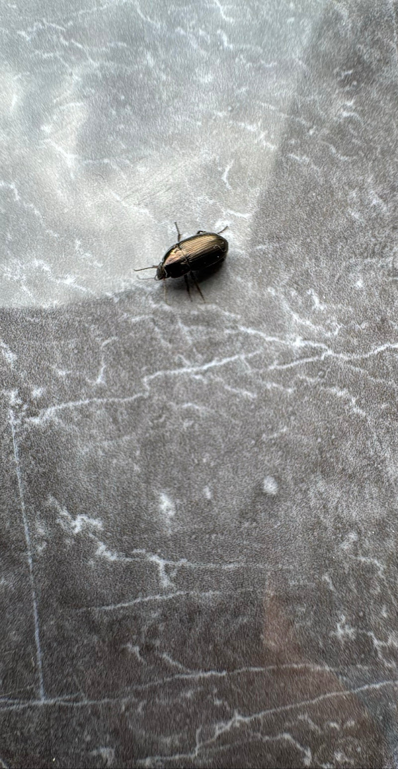 Scarabeo solare comune — Bild 1