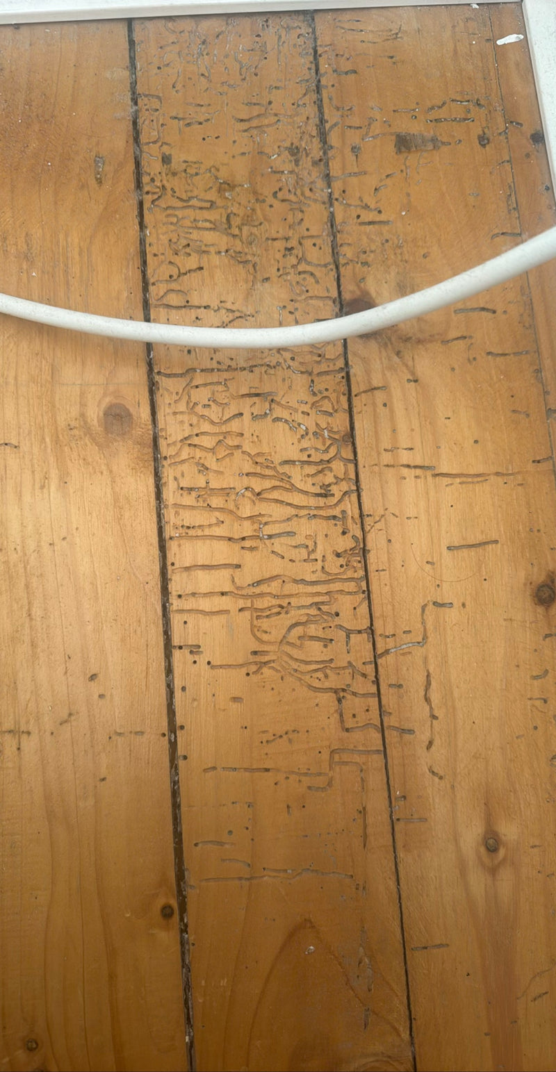 L'immagine mostra tipici segni di rosicchiamento e fori di sfarfallamento del anobio punctatum su un pavimento in legno. I sottili cunicoli e fori nel legno ...