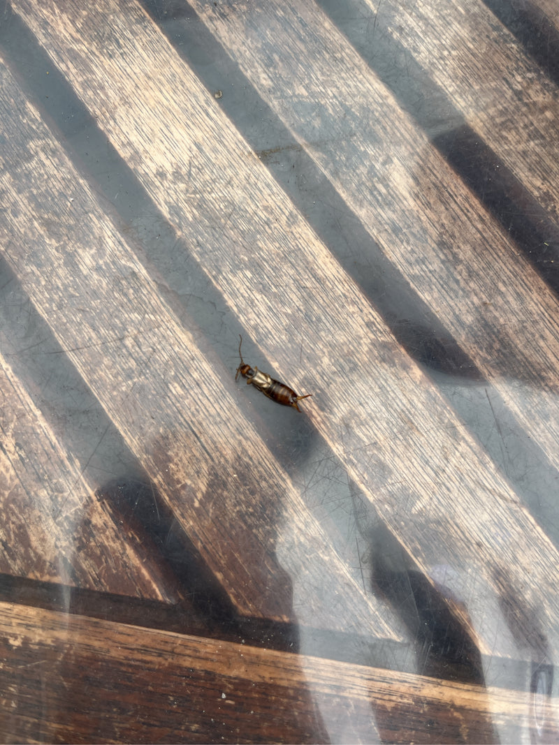L'immagine mostra un singolo forbicina su una superficie di legno. L'insetto è posato sul substrato.