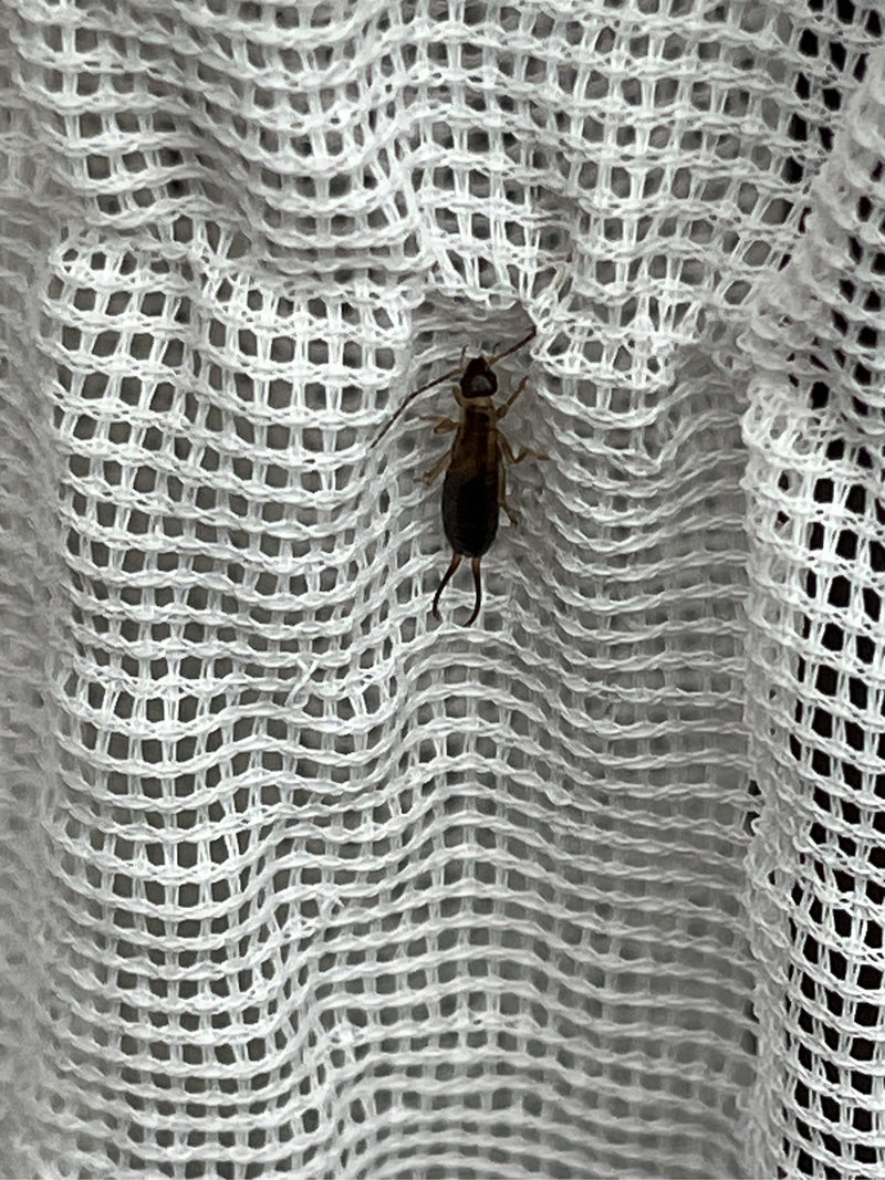Una forficola è seduta su una rete tessile bianca strutturata. Le caratteristiche tenaglie sull'addome sono chiaramente visibili.
