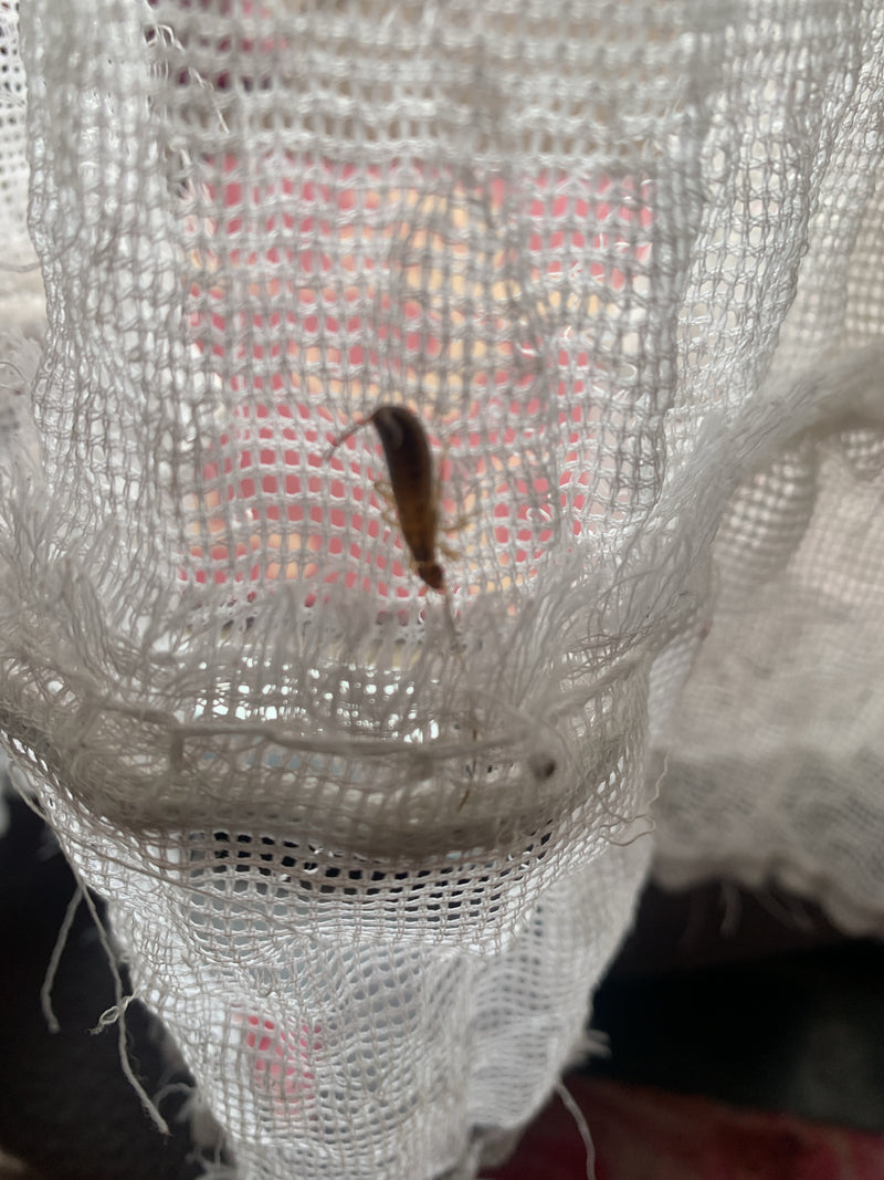 Una forbicina siede su una tenda bianca strutturata. L'insetto è chiaramente visibile.
