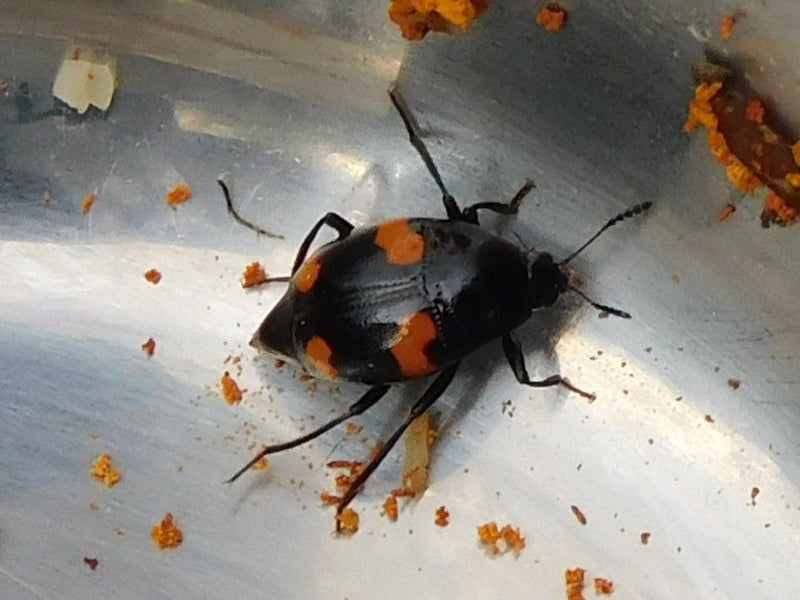 Gemeiner Pilzkäfer — foto 1 di 1