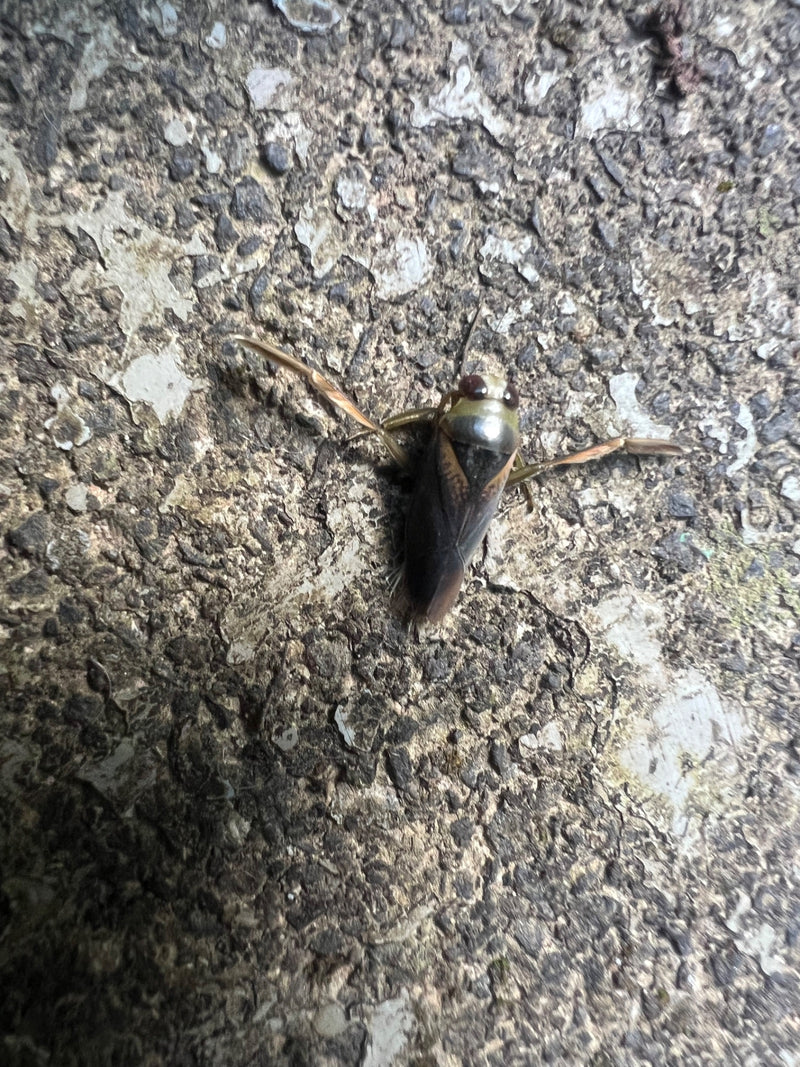 Dorso comune — foto 2 di 8